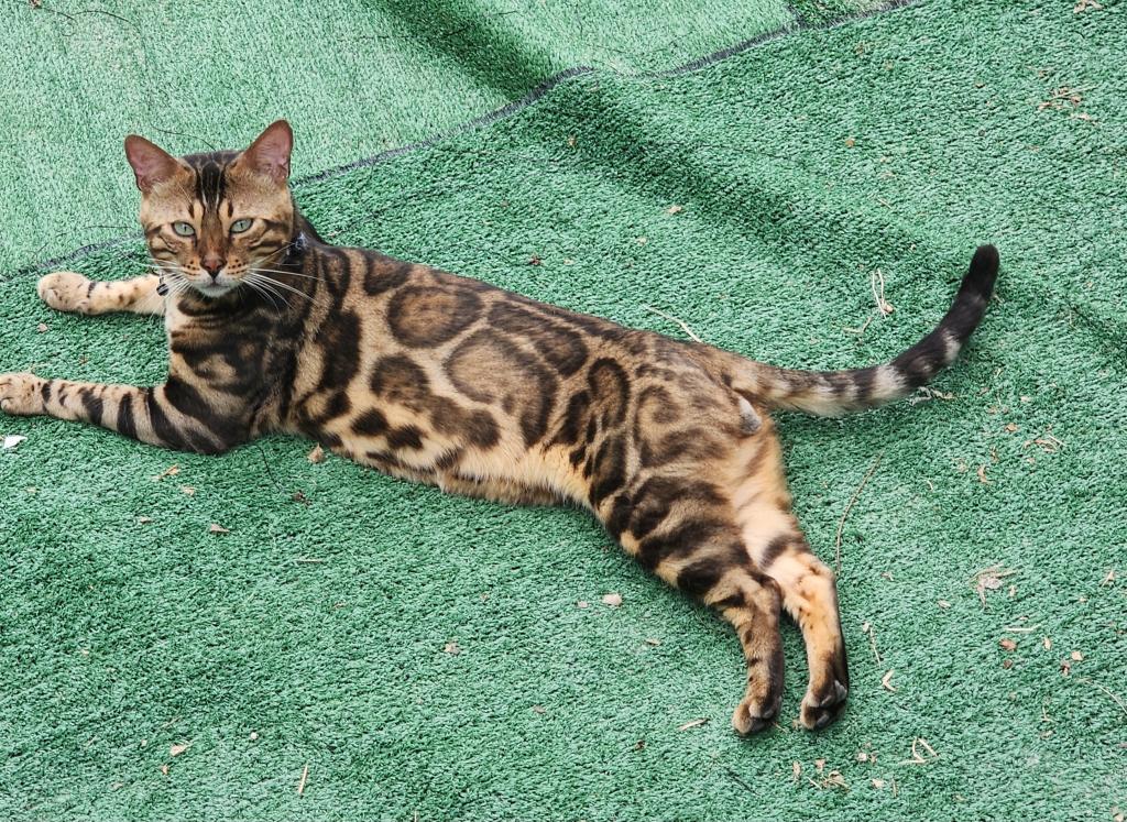Bengal Kitten Male Available For Sale photo 6
