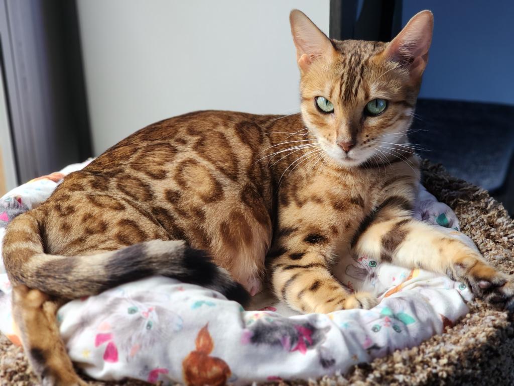 Bengal Kitten Male Available For Sale photo 7