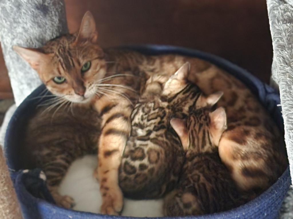 Bengal Kitten Male Available For Sale photo 9