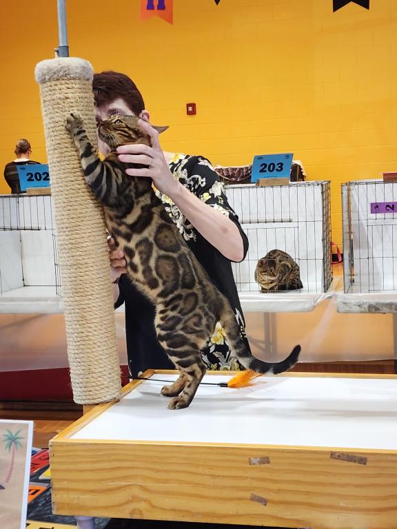 Bengal Kitten Male Available For Sale photo 4