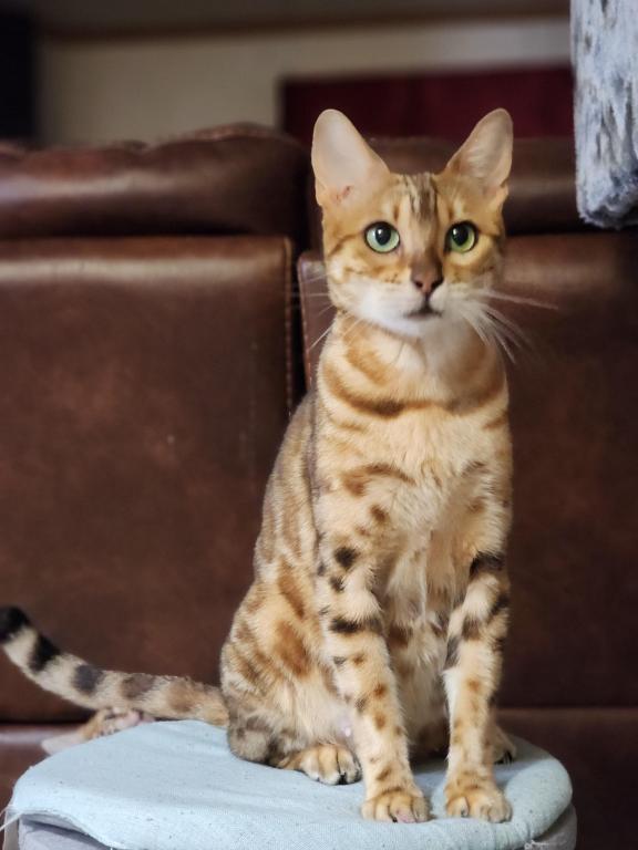 Bengal Kitten Male Available For Sale photo 3