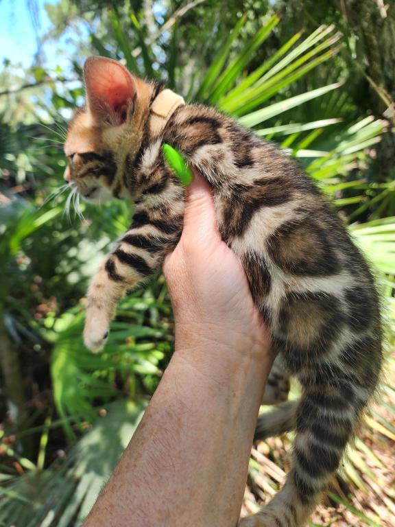 Bengal Kitten Male Available For Sale photo 1