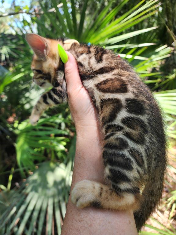 Bengal Kitten Male Available For Sale photo 16