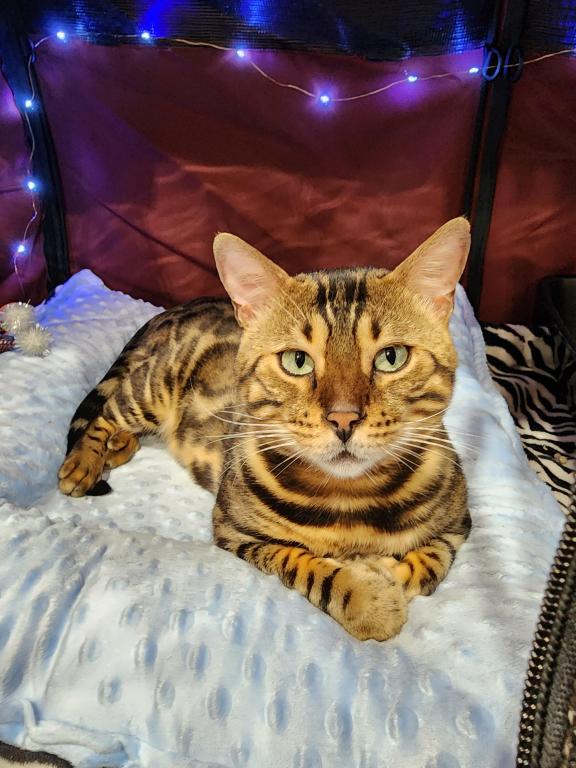 Bengal Kitten Male Available For Sale photo 2