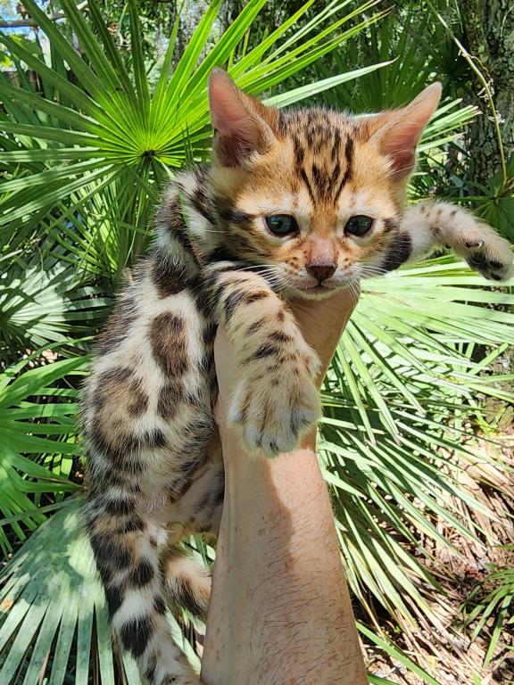 Bengal Kitten Male Available For Sale photo 13