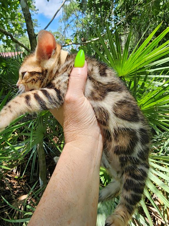 Bengal Kitten Male Available For Sale photo 12