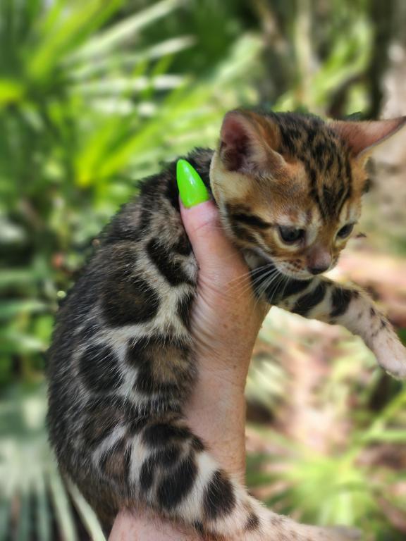 Bengal Kitten Male Available For Sale photo 10