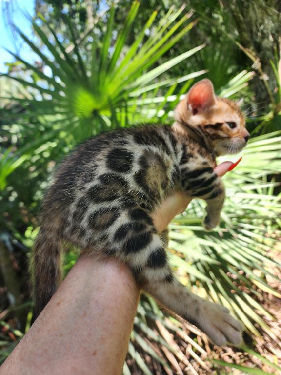 Bengal Kitten Male Available For Sale photo 15