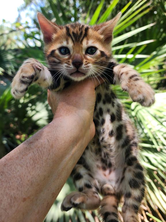 Bengal Kitten Male Available For Sale photo 14