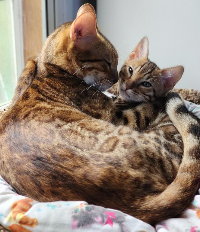 Bengal Kitten Male Available For Sale photo 8