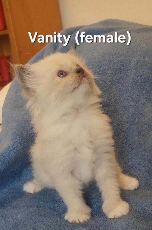 Vanity photo 1