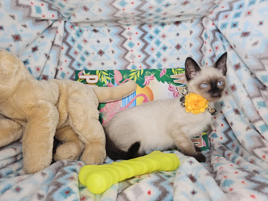 Siamese 2 M SealPoint BB photo 6