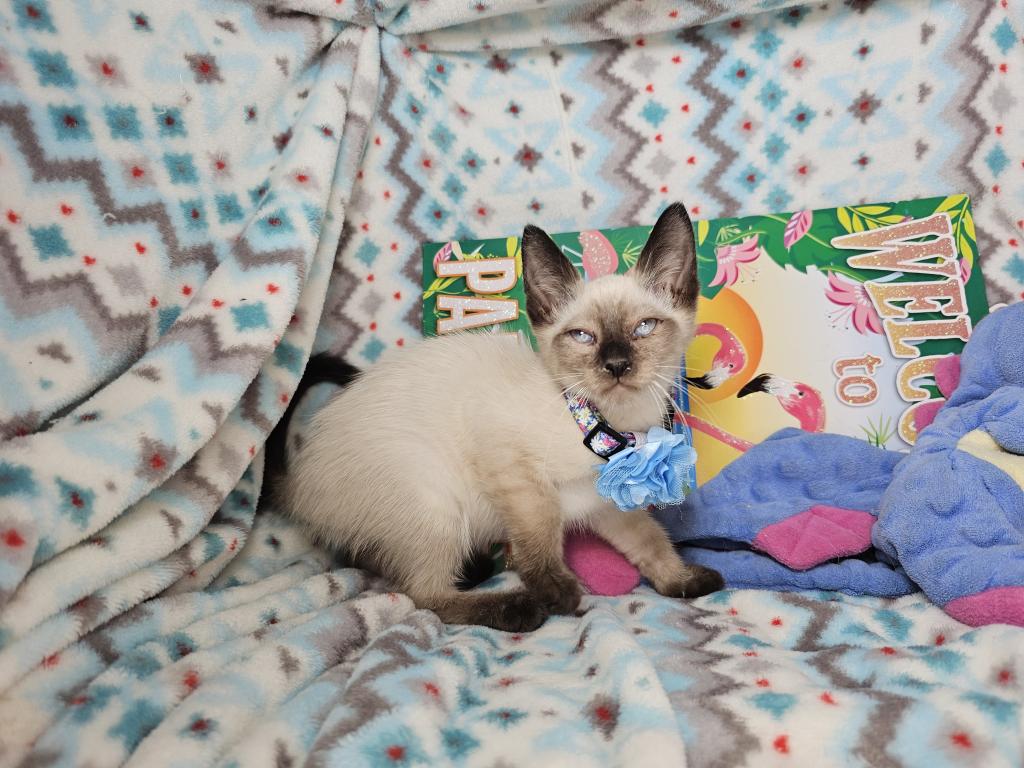 Siamese 2 M SealPoint BB photo 2