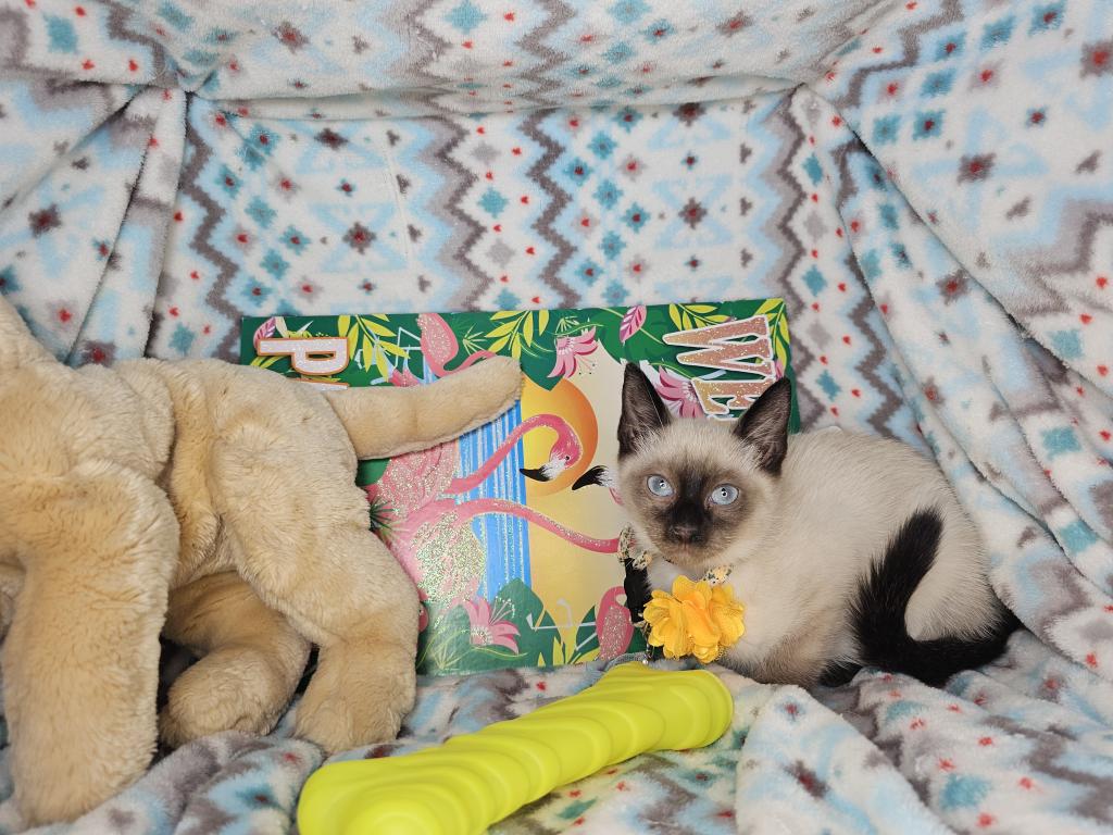 Siamese 2 M SealPoint BB photo 4