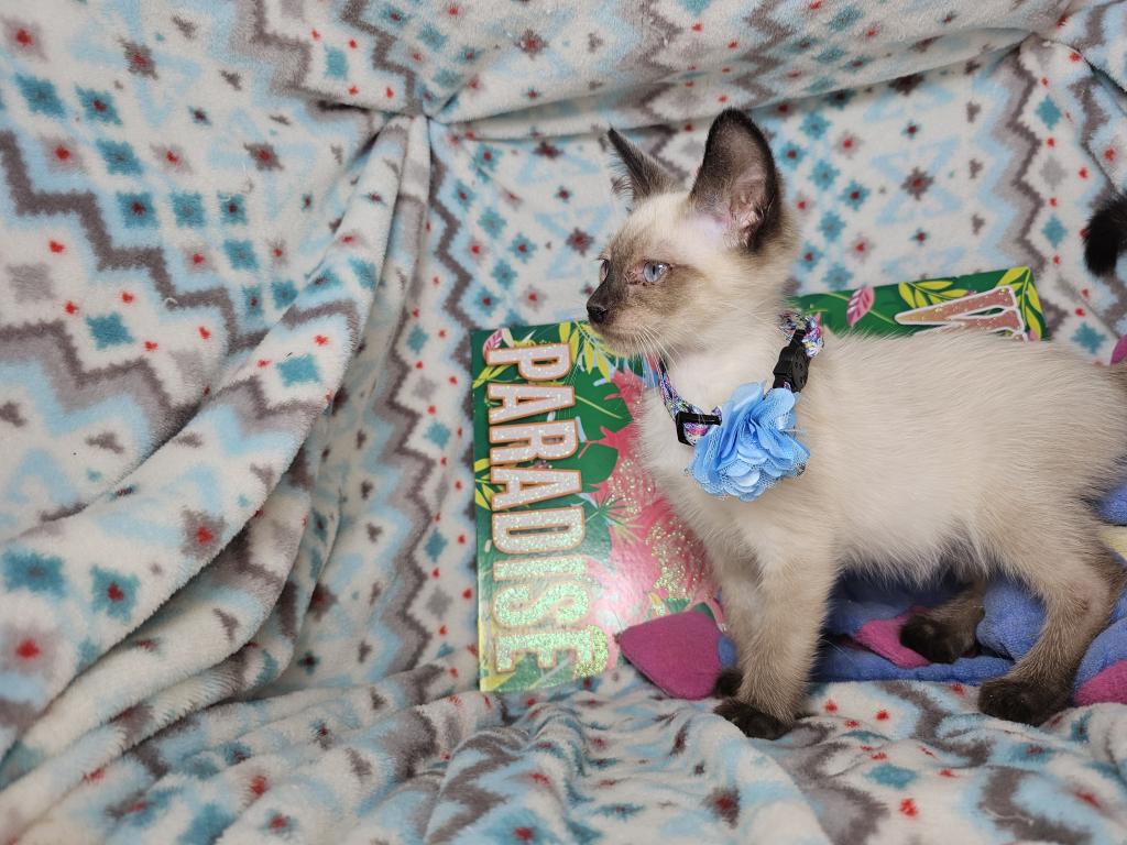 Siamese 2 M SealPoint BB photo 3