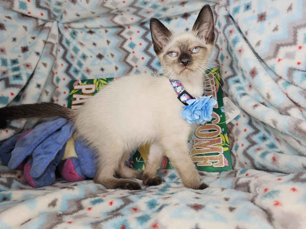 Siamese 2 M SealPoint BB photo 1