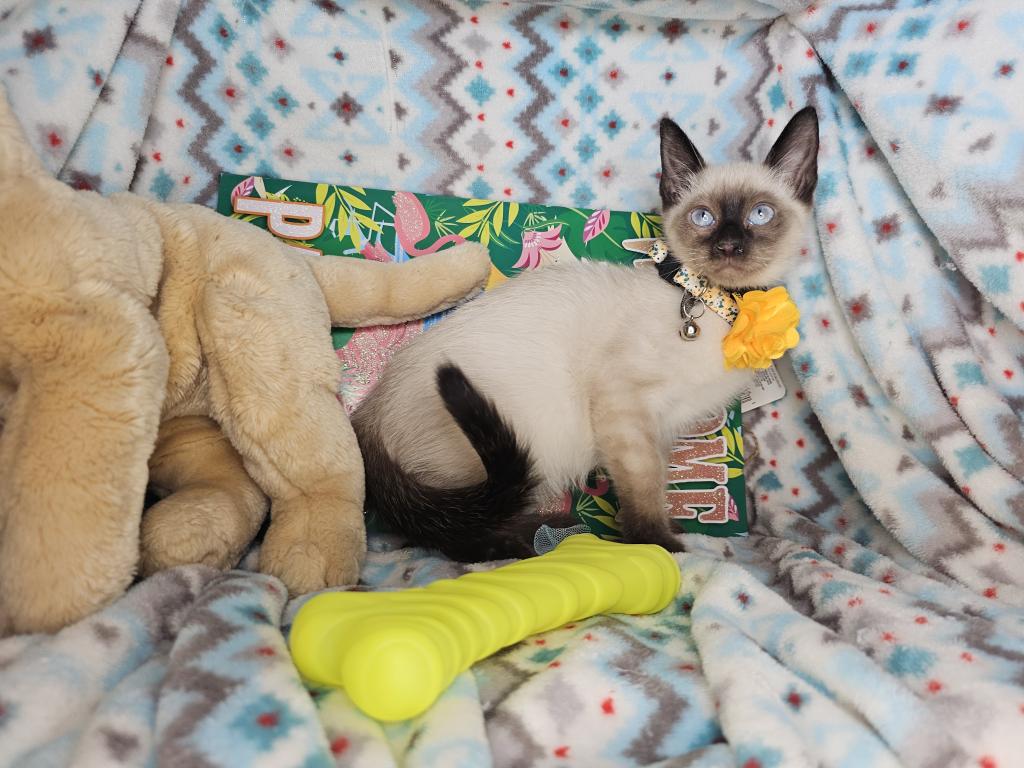 Siamese 2 M SealPoint BB photo 5