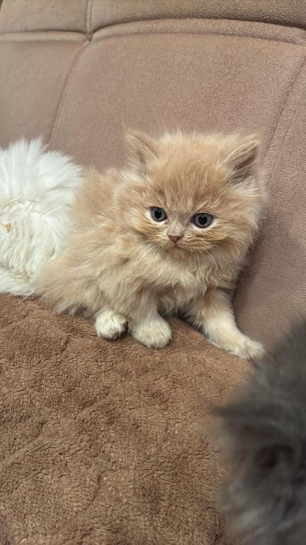 Caramel Boy photo 1