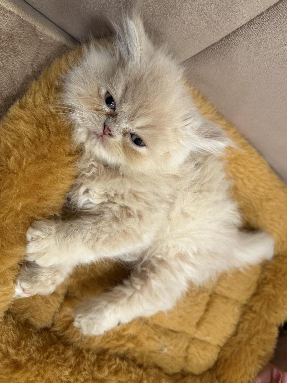 Caramel Boy photo 3