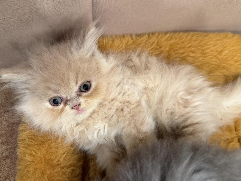 Caramel Boy photo 2