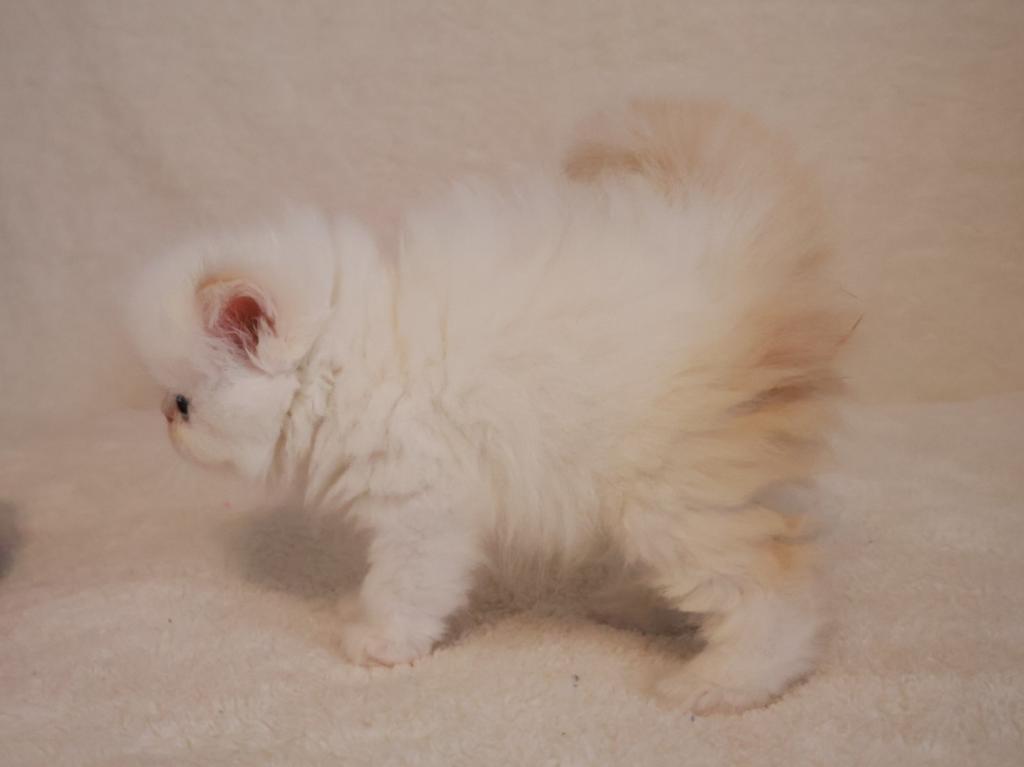 Persiangirl photo 4