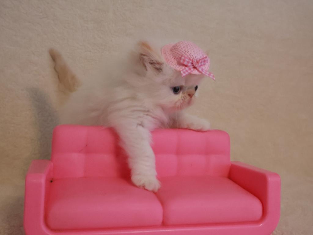 Persiangirl photo 1