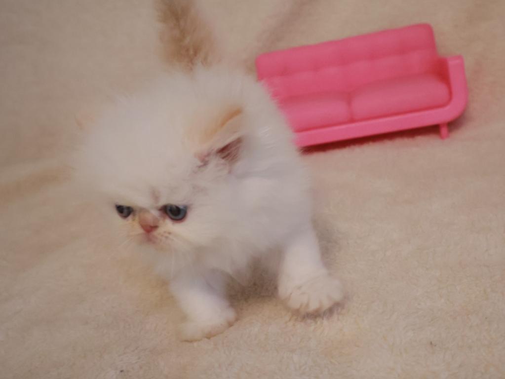 Persiangirl photo 8