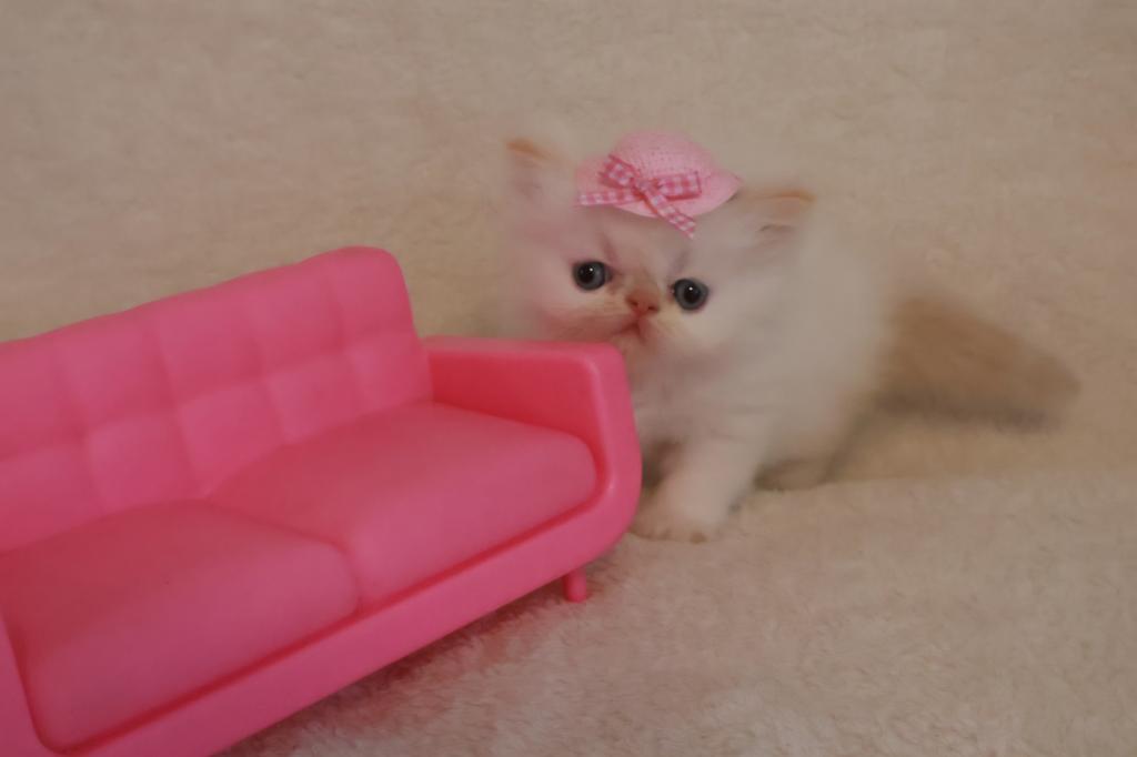 Persiangirl photo 6