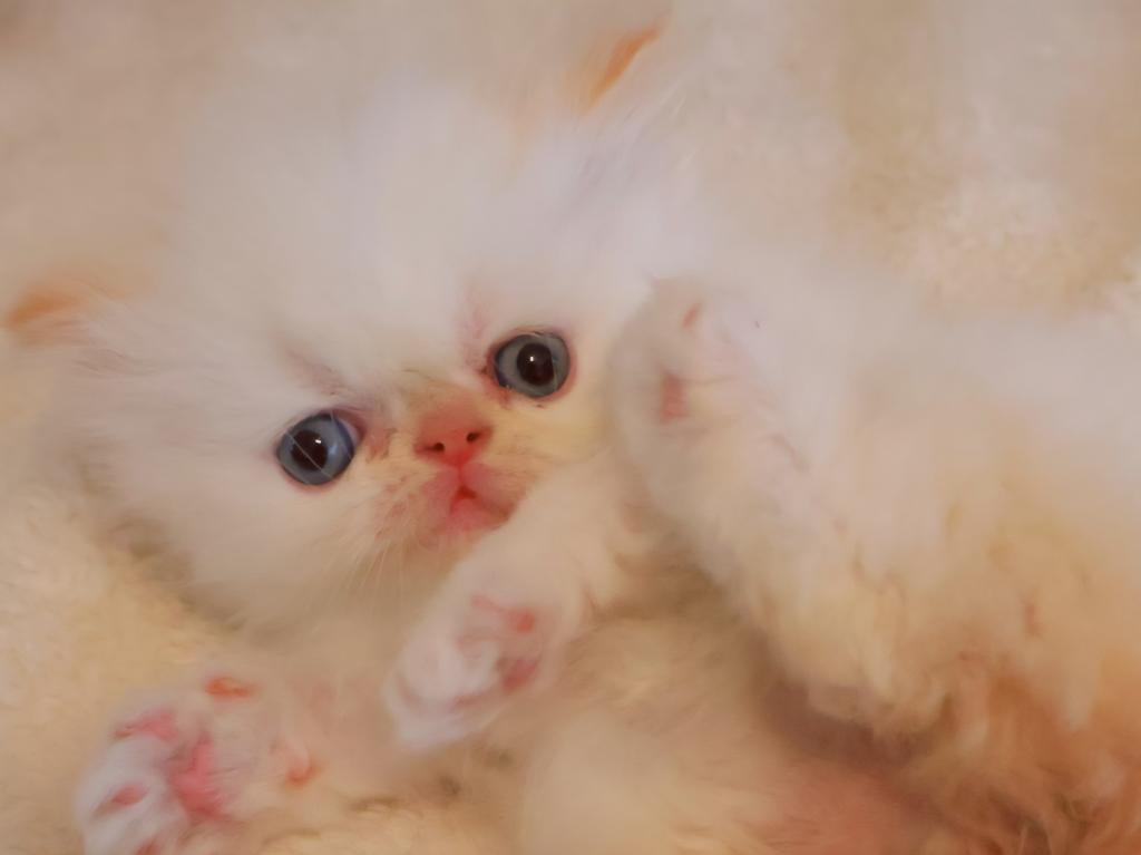 Persiangirl photo 5