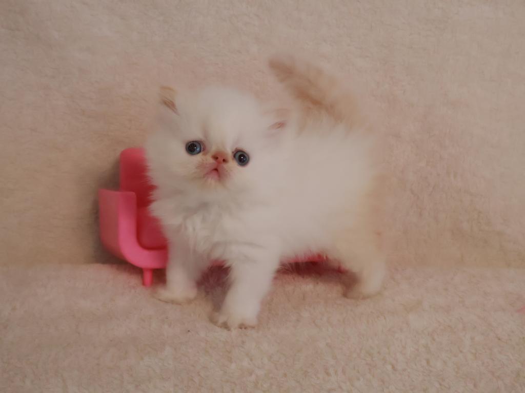 Persiangirl photo 2