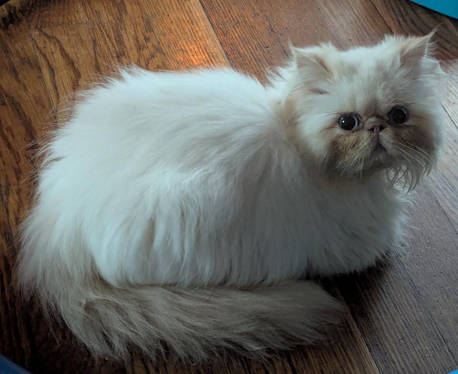 Cream Point Boy