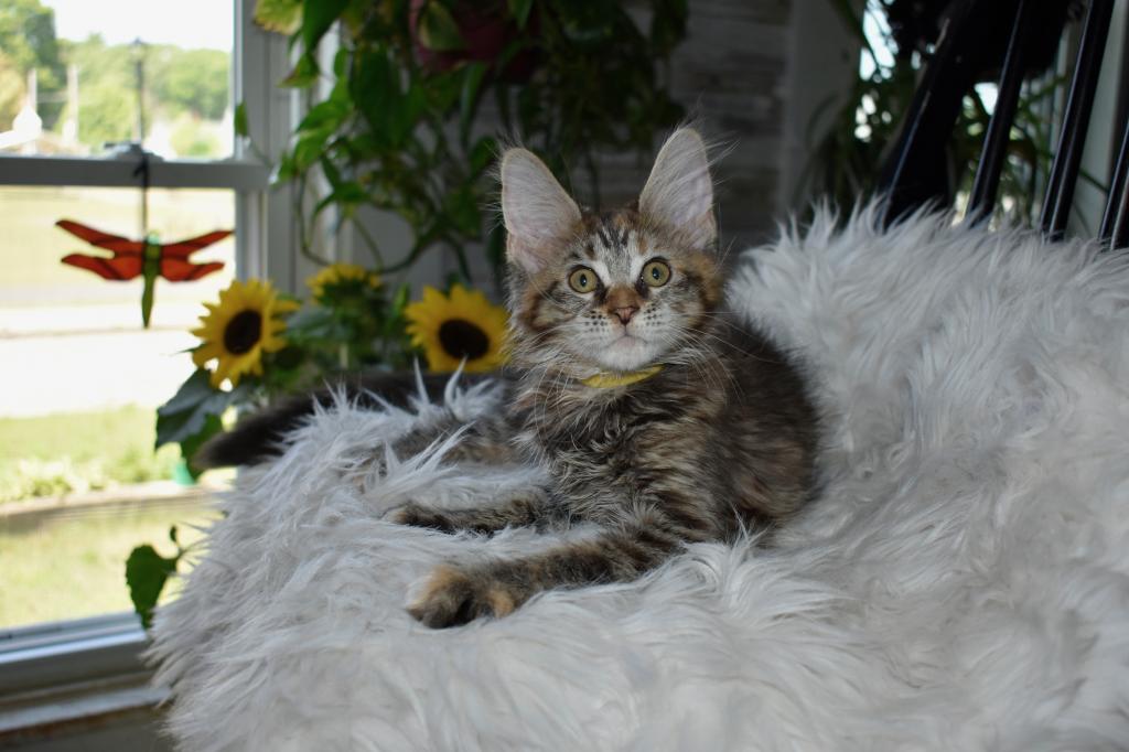 Maine Coons Ready Now TICA Registered photo 12