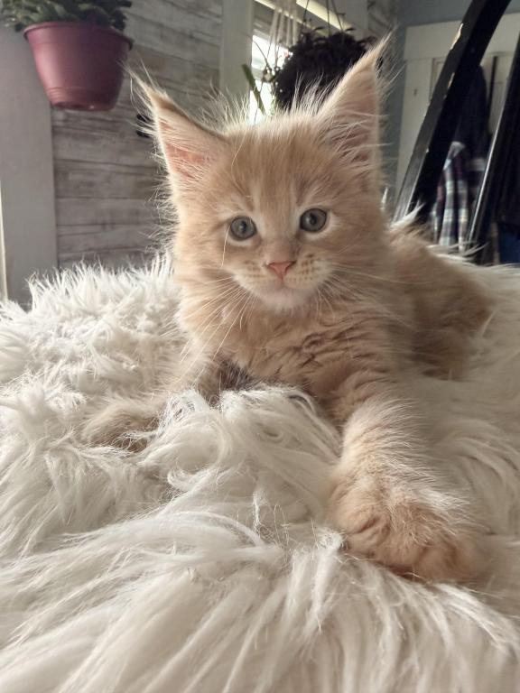 Maine Coons Ready Now TICA Registered photo 14