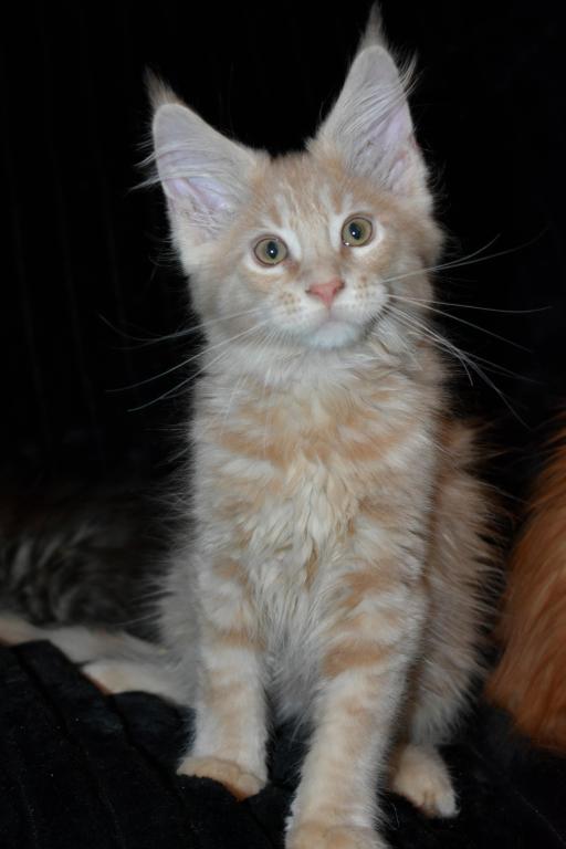 Maine Coons Ready Now TICA Registered photo 3
