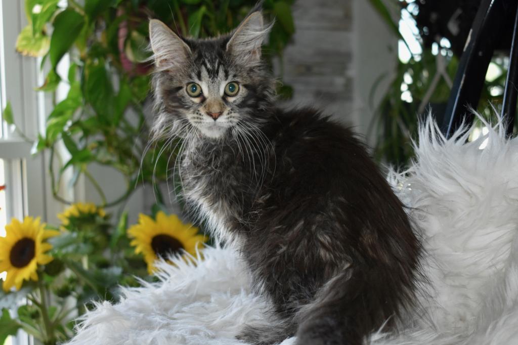 Maine Coons Ready Now TICA Registered photo 9