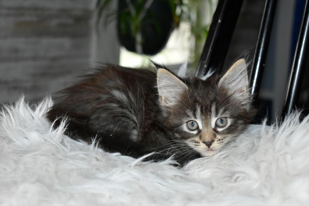 Maine Coons Ready Now TICA Registered photo 5