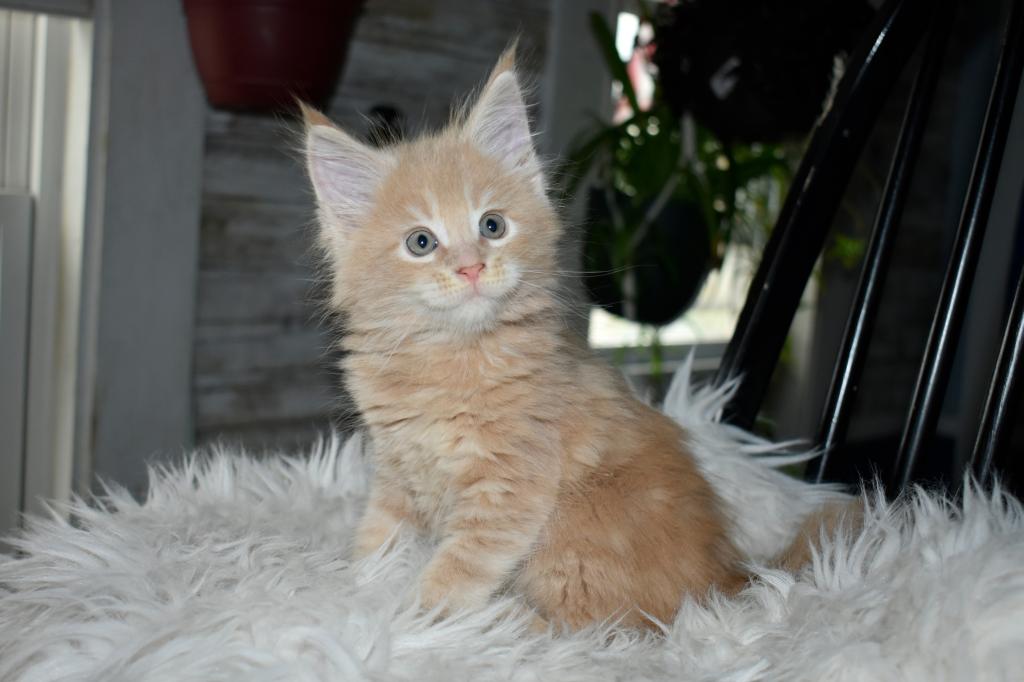 Maine Coons Ready Now TICA Registered photo 13