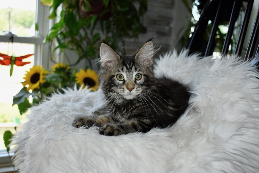 Maine Coons Ready Now TICA Registered photo 4