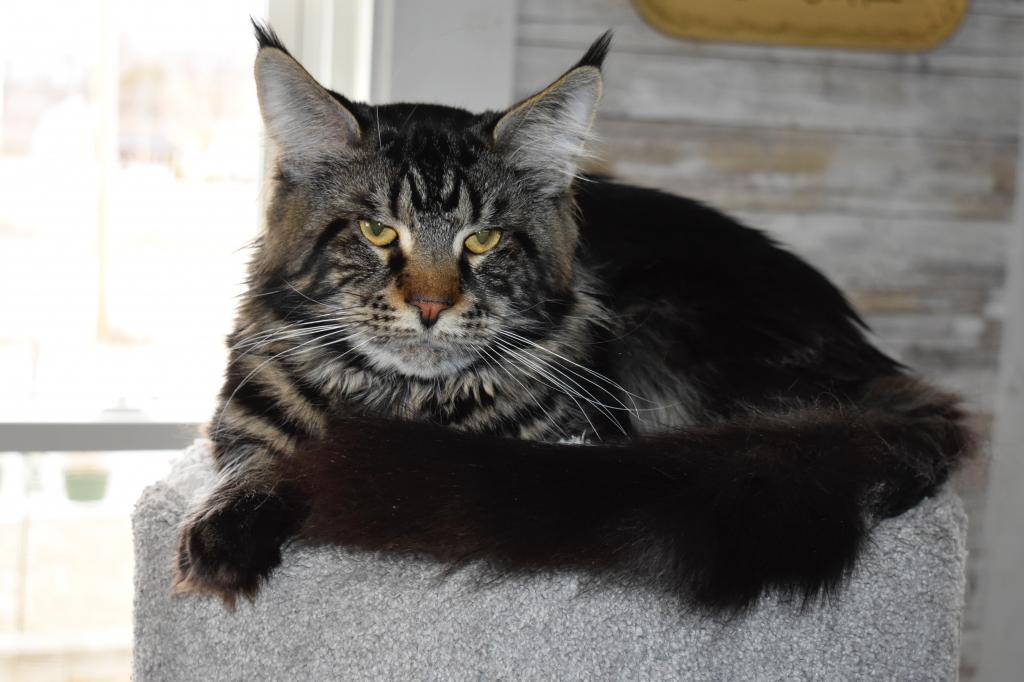 Maine Coons Ready Now TICA Registered photo 15