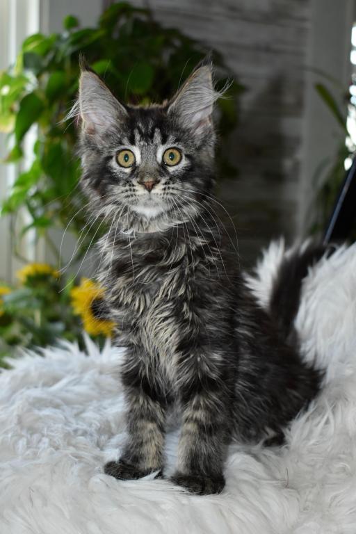 Maine Coons Ready Now TICA Registered photo 8