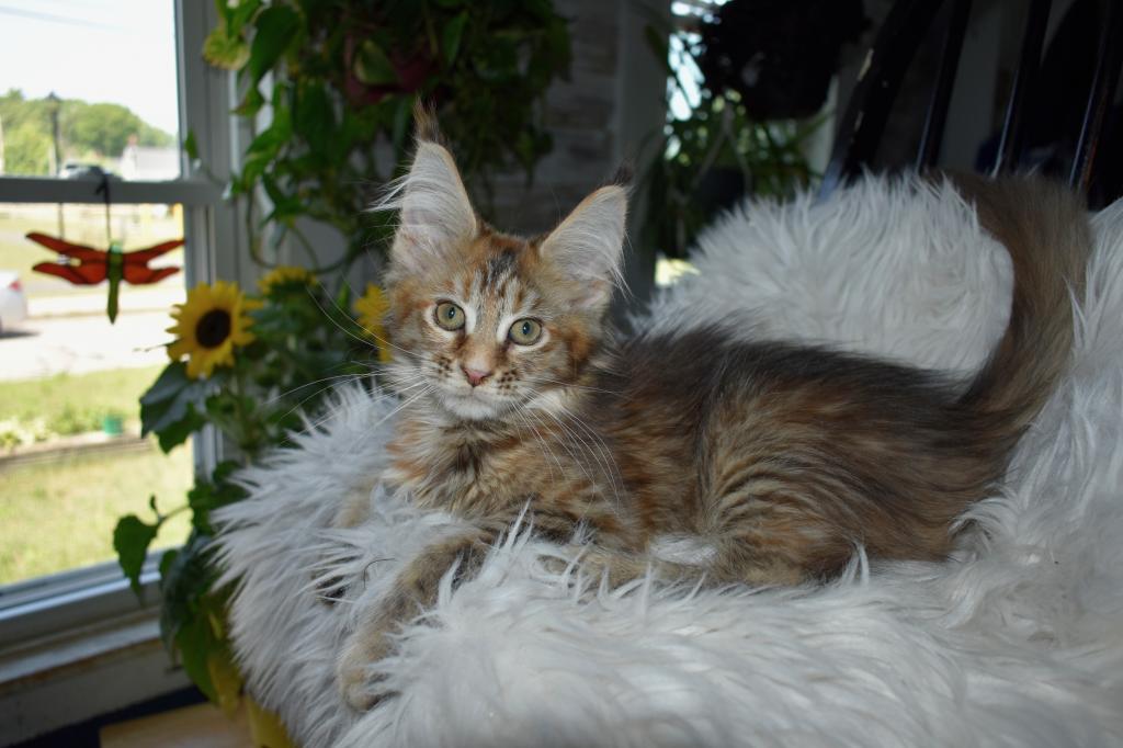 Maine Coons Ready Now TICA Registered photo 11