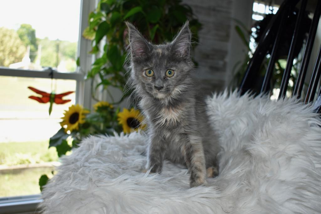 Maine Coons Ready Now TICA Registered photo 10