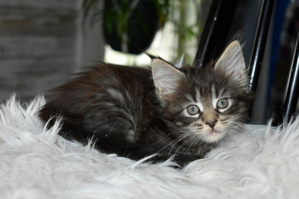 Maine Coons Ready Now TICA Registered photo 6