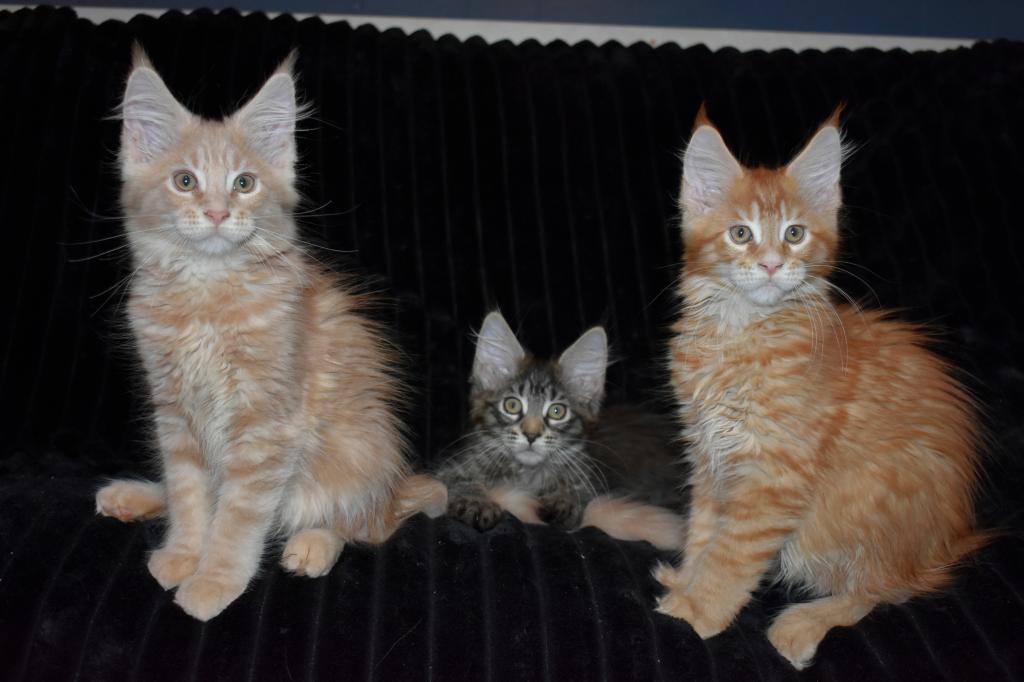 Maine Coons Ready Now TICA Registered