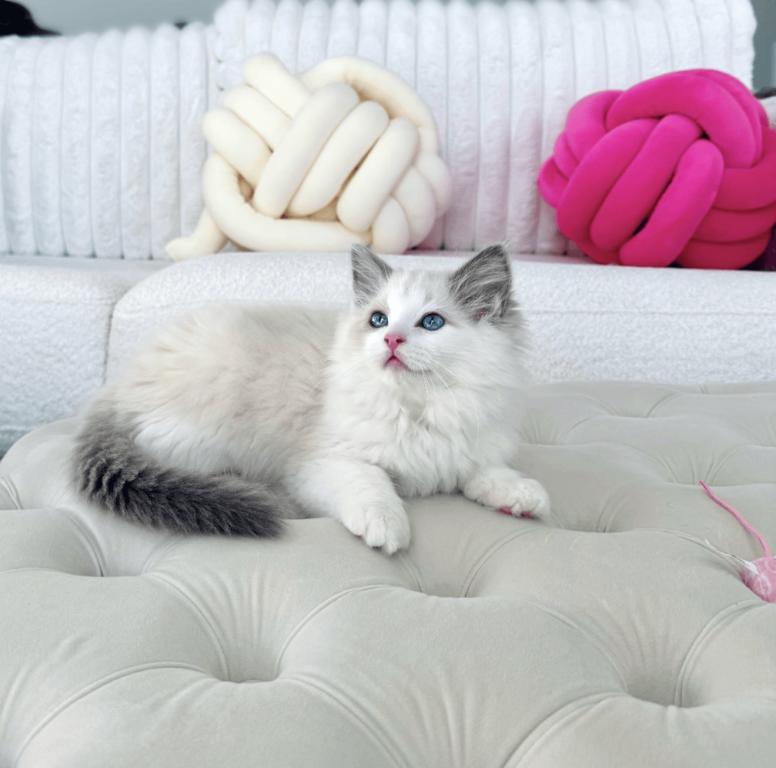 TICA King Full Breeding Rights Sterling Blue photo 3