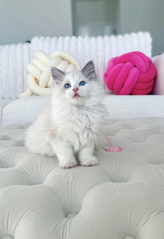 TICA King Full Breeding Rights Sterling Blue photo 1