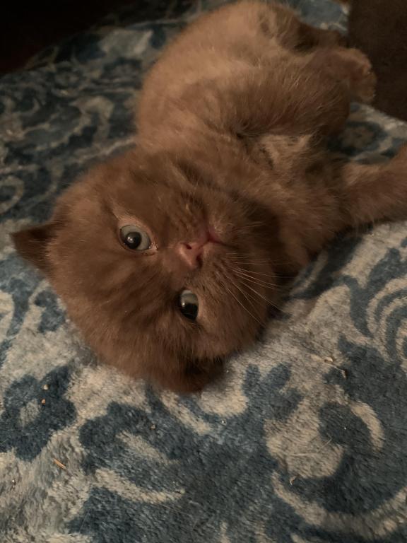 Lavonne Lucielle Scottish Folds photo 2
