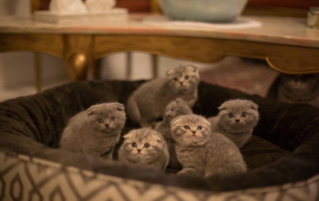 Lavonne Lucielle Scottish Folds