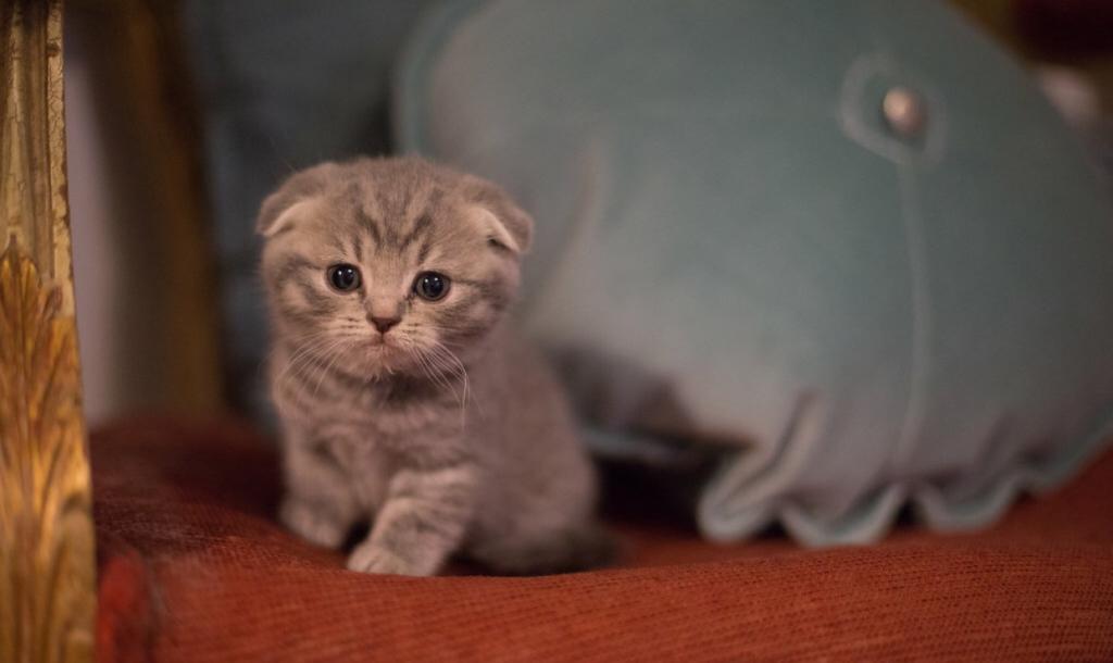 Lavonne Lucielle Scottish Folds photo 8
