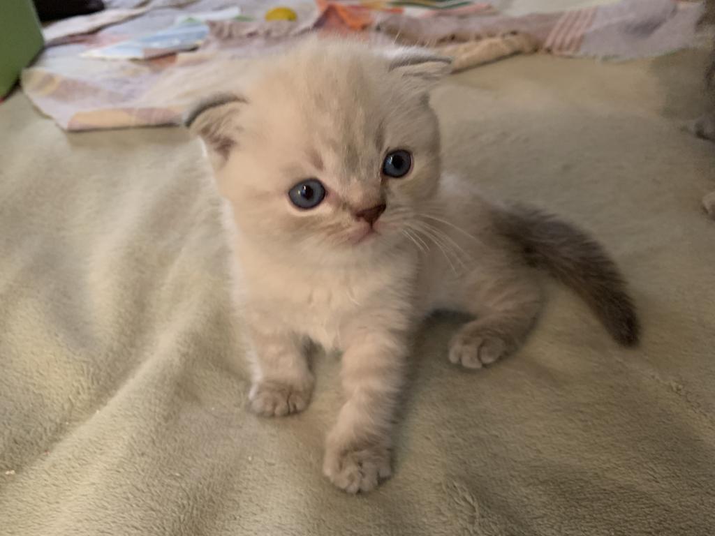 Lavonne Lucielle Scottish Folds photo 17